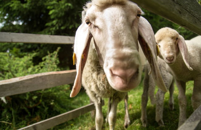 Reinbacher - Foto 15