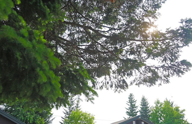 STARRY SKY COTTAGE 13 - Photo 15