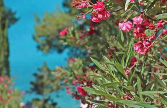 Vila Perla - Foto 21