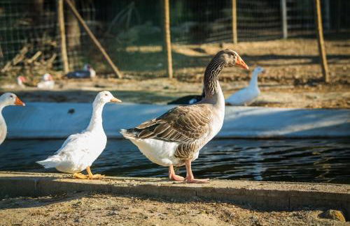 Monte do Lago, Pegões - Foto 74