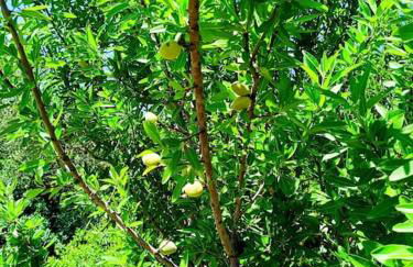 Trulli del Panorama - Foto 21