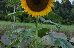 Kellnerhof - Foto 29