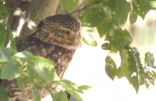 Casa da Comadre - Casas de Taipa - Foto 42