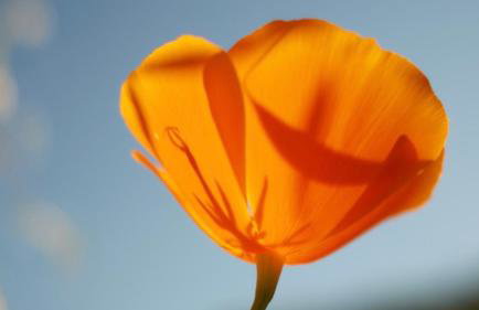 Paradise Ranch Inn- Limitless House Hot Tub,Sauna - Foto 40