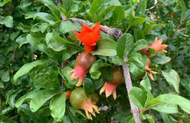 Casa Las Palmeras - Foto 48