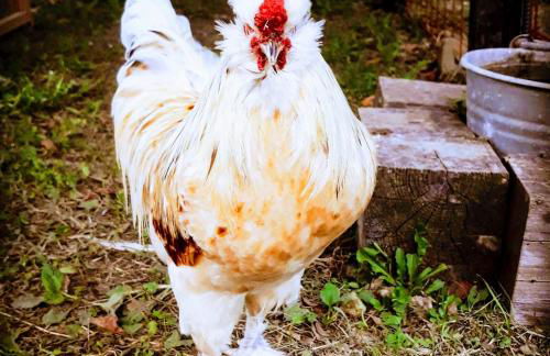 Agriturismo Campo Rosso - Foto 103