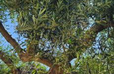 Podere Miray - Foto 33