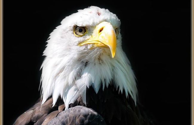 Falcons Nest - Photo 24