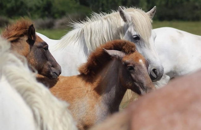 La Cabane du Boumian - Foto 68