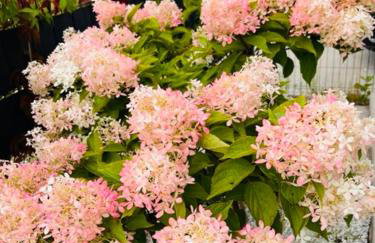 Domki Apartamentowe Orłówka - Photo 30