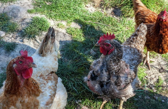 Farmhouse With Fenced Garden - Foto 22