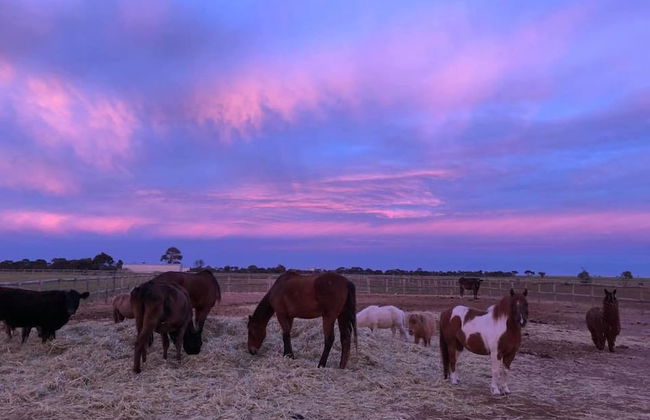 Tarnasey Farm - Foto 20