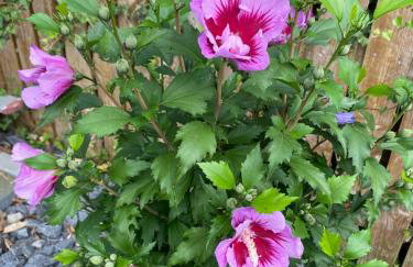 GRO-Ferienhaus - Foto 24