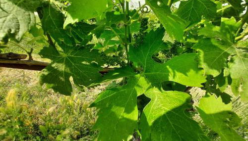 Agriturismo Andreis Alloggi - Foto 5