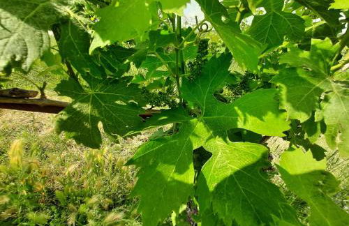 Agriturismo Andreis Alloggi - Foto 5