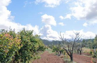 Masseria Piutri - Photo 18