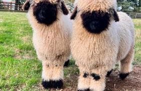 Poplar farm annexe - Foto 10