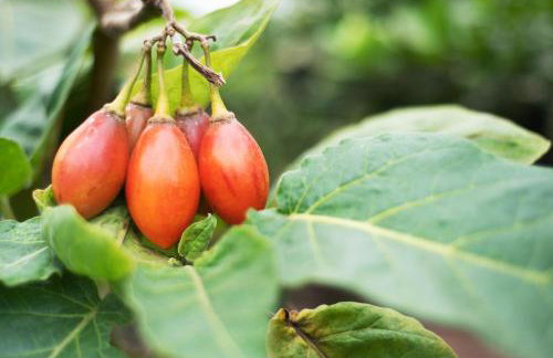 Apartamento las Viñas 1 - Foto 22