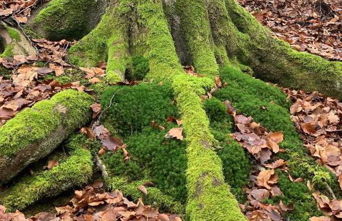 Ferienwohnung Taunusurlaub - Foto 28