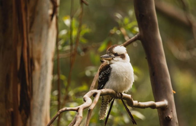 Whispering Valley Cottage Retreat - Photo 48