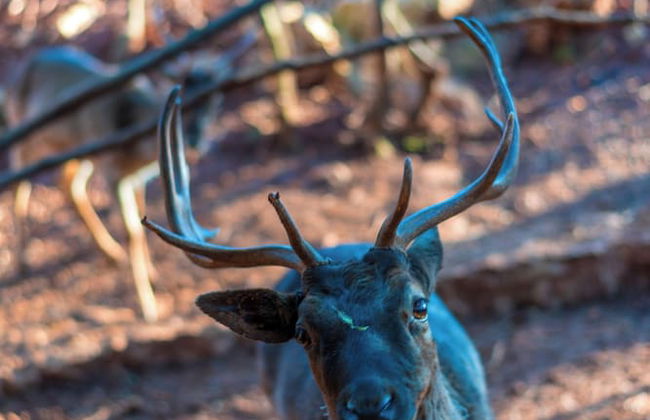 Carevic Resort & Villas - Foto 62