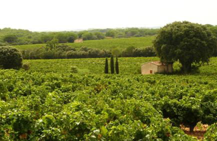 Coté piscine Villa plain pied - Foto 32