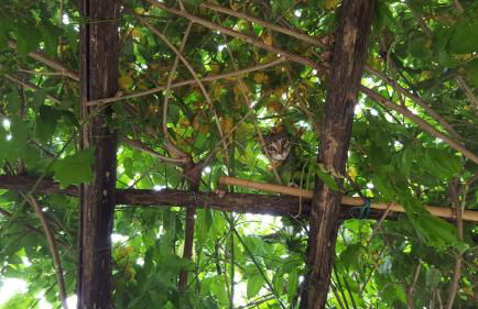 La Corte del Falco - Foto 26