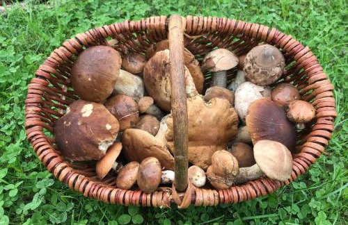 DOMEK POD DĘBEM - Foto 35