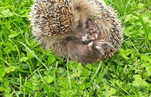 Agriturismo L'Essiccatoio - Foto 77