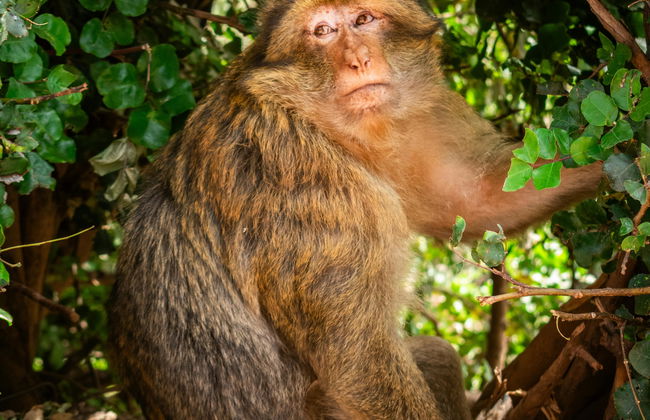 Las Cascadas de Ouzoud con guía compartido y día completo - Foto 2