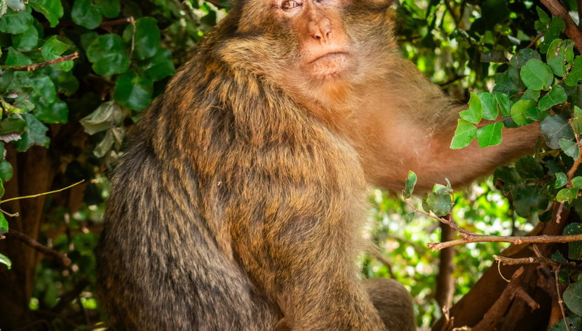 Die Ouzoud Cascades mit geteiltem Führer und voller Tag - Foto 2