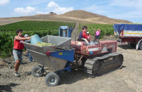 Antico Feudo San Giorgio - Foto 10