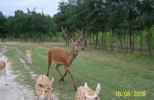 Crosta Brava - Foto 39