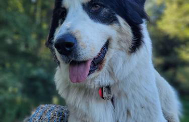 Chabrowa Polana domek - Foto 9