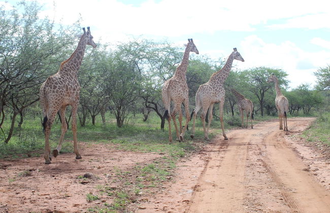 Roundhouse Marloth - Foto 18