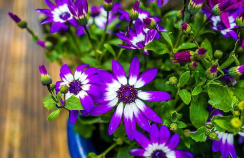 Spacious 4-Bed House Near Wigan Warrington - Foto 33