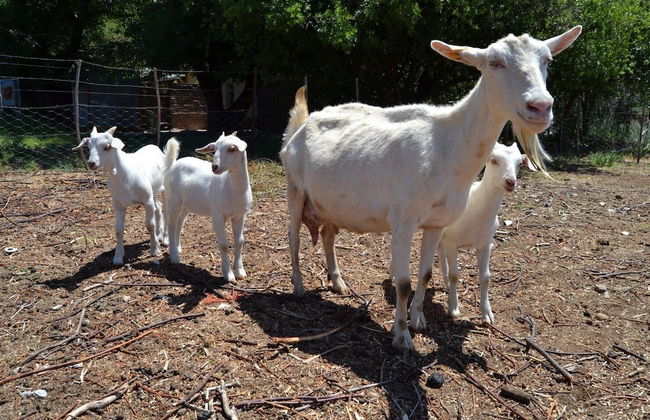 Morning Glory Cottages - Foto 73