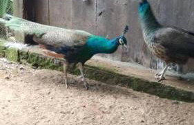 Sítio em área rural, ao pé da Serra Gaúcha. - Foto 32