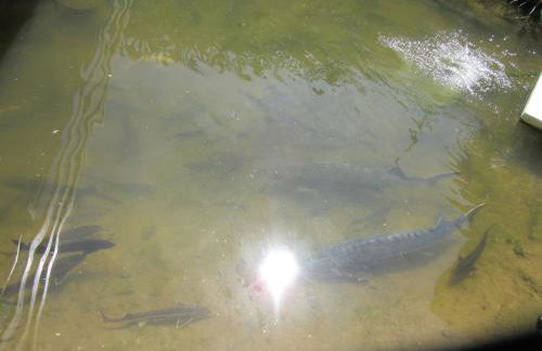 Ferienanlage Markus Nitsch - Foto 21