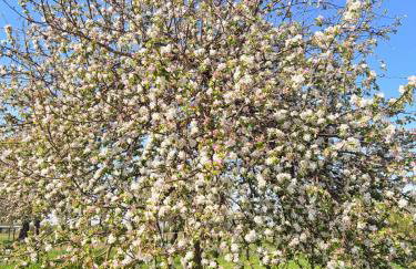 Haus am Apfelhain - Photo 6