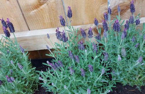 Old library apartment - Foto 16