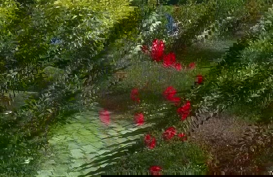 Agriturismo Bassarì - Photo 38