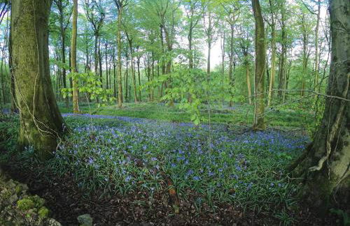 The Organic Cotswolds Shepherds Hut - Photo 28