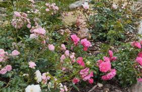 Rosengarten - Foto 60