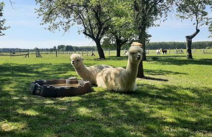 Gospodarstwo agroturystyczne alpaki Pituchówka - Foto 24
