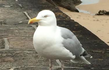 Katy's Home Dinard - Foto 26