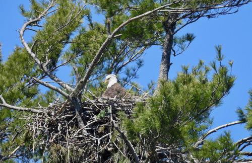 180 Degree Lakefront Views-Fire Pit-Swimming - Foto 35