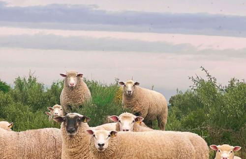 Monte da Aferrada - Casas do Monte - Foto 39