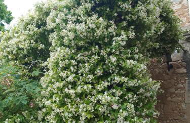 Les Gites du Mont Ventoux - Foto 47