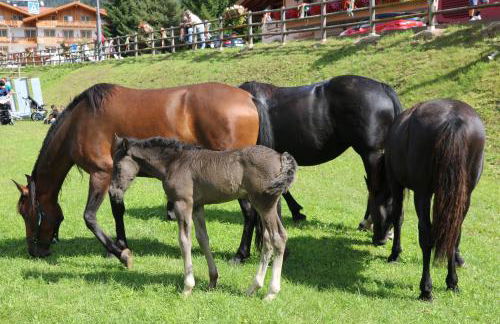 Agriturismo Malga Piè - Foto 48